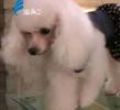 汕头今日视线2011年11月30日