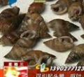 汕头今日视线2012年8月8日
