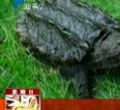 汕头今日视线2012年11月18日