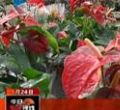 汕头今日视线2013年1月24日